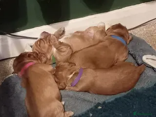 Cocker Spaniel dogs Working Cocker Spaniel Pups for sale - Advert 1