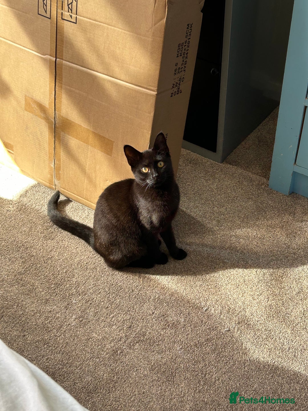 British Shorthair cats for sale: 2 beautiful kittens. Indoor only. Ideal go 2gether - Image 6