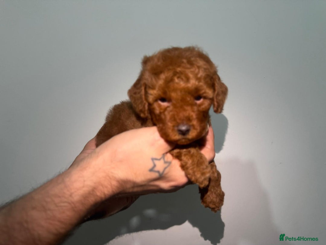 Miniature Poodle dogs for sale: 🐩 Outstanding Deep Red Miniature Poodle Puppies  - Image 5