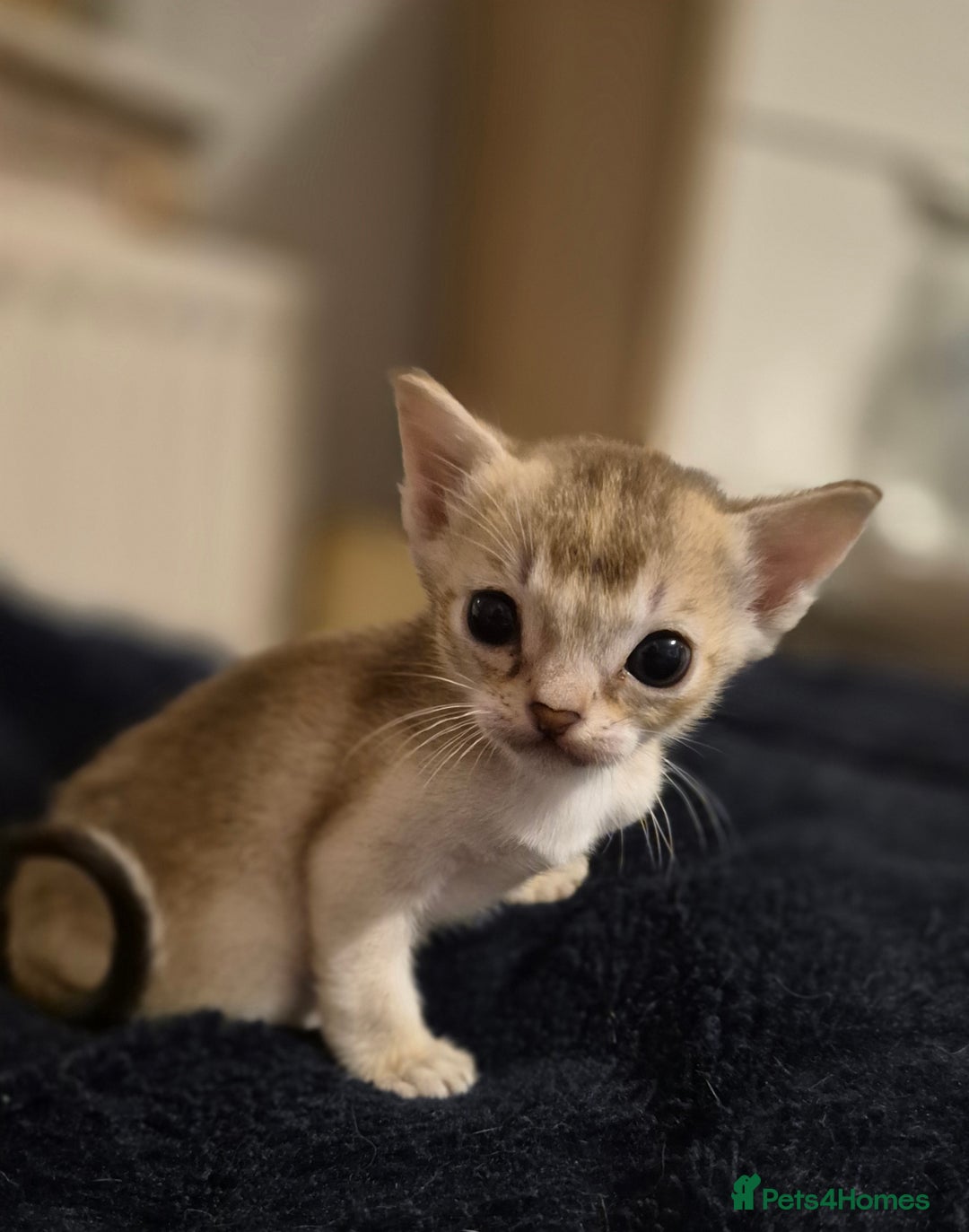 Singapura cats for sale: ⚜️TICA registered Singapura kittens  - Advert 14