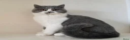 British Shorthair cats for sale: Adorable GCCF REG BSH - ready to leave - Advert 33