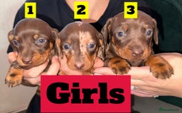 Dachshund dogs for sale: Beautiful Dachshund Puppies  - Image 4