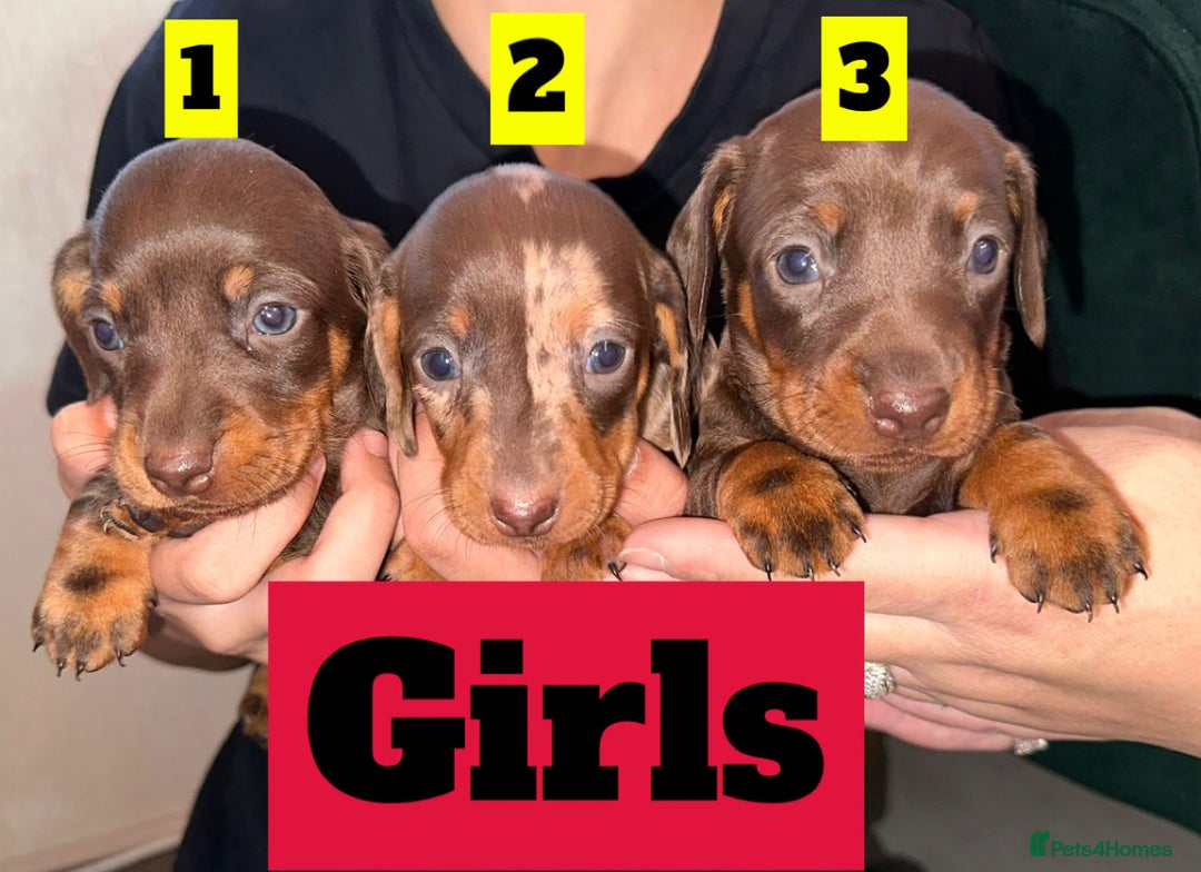 Dachshund dogs for sale: Beautiful Dachshund Puppies  - Image 4