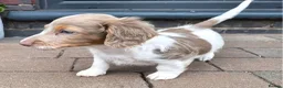 Miniature Dachshund dogs for sale: Isabella and Tan Piebald Long Hair Female - Advert 10