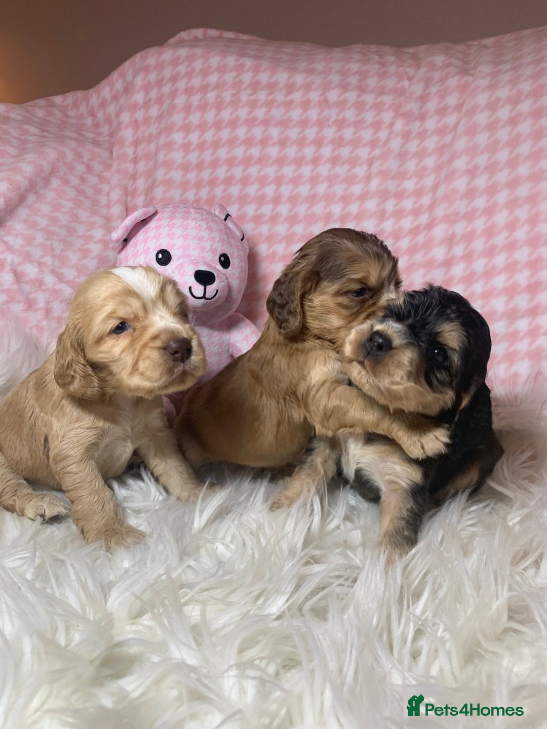 Cocker Spaniel dogs for sale: Show type cocker spaniel puppy’s PRA Clear  - Advert 6