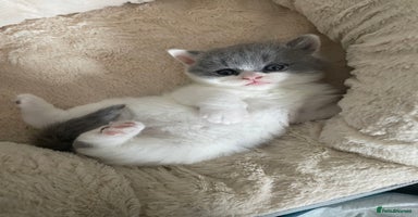 British Shorthair cats - Advert 3