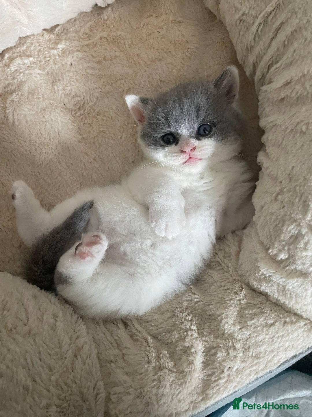 British Shorthair cats for sale: GCCF British shorthair - Image 3