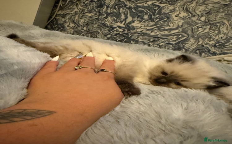 Ragdoll cats - Advert 1