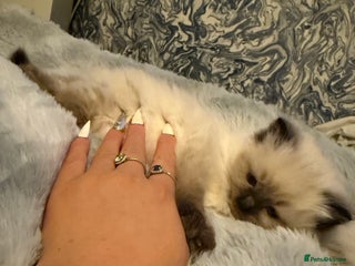 Ragdoll cats - Advert 16