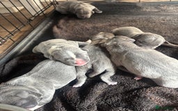 Staffordshire Bull Terrier dogs for sale: 6 kc registered blue staffys for sale :) - Image 14