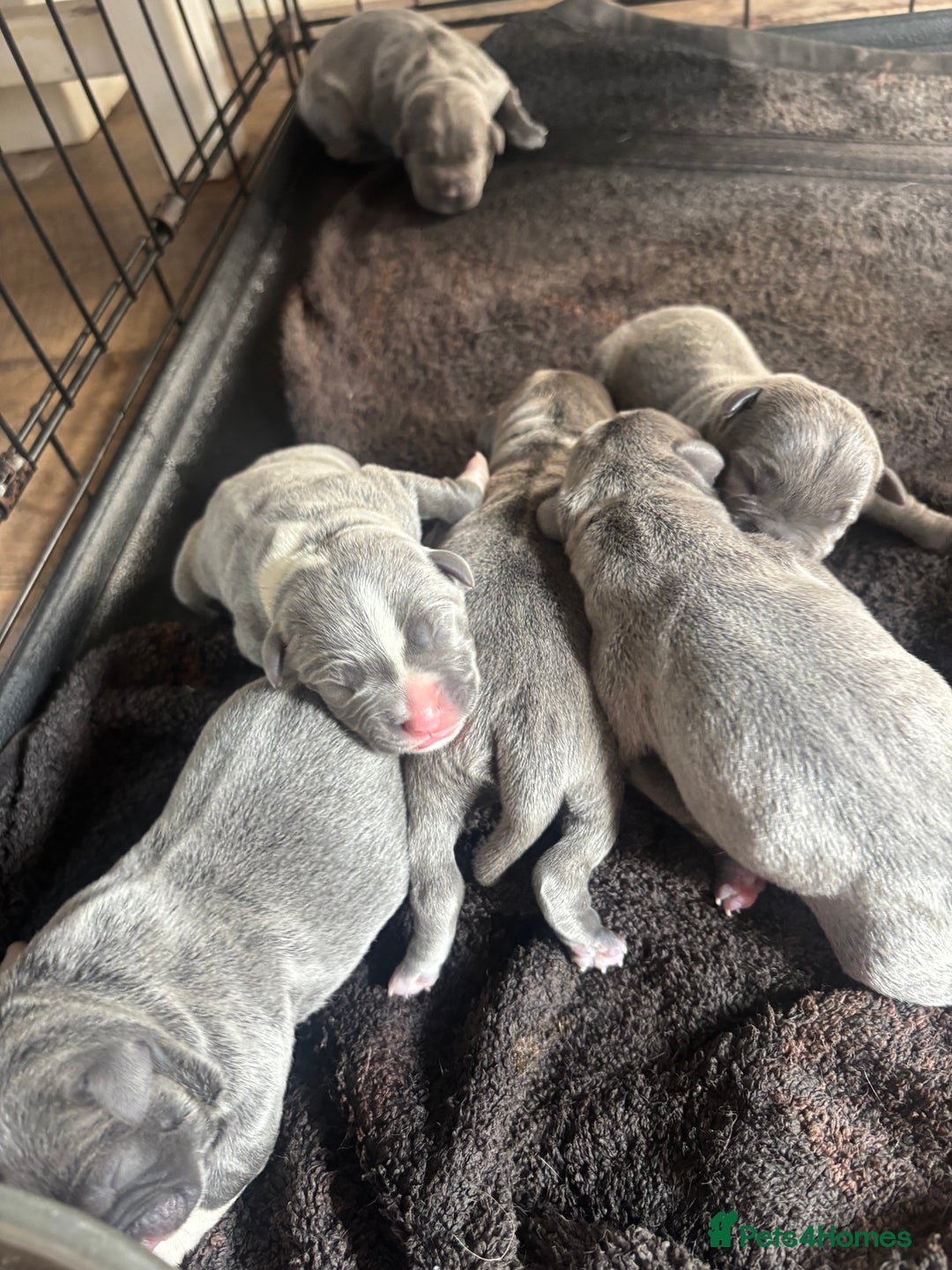 Staffordshire Bull Terrier dogs for sale: 6 kc registered blue staffys for sale :) - Image 14