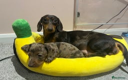 Miniature Dachshund dogs for sale: One Dapple Boy Remains  - Image 9