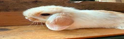 Mini Lop rabbits for sale: MINI LOP BUNNIES - PEDIGREE  in Ilminster - Advert 23
