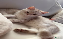 Scottish Fold cats for sale: Beautiful kittens looking for their forever home❤️ - Image 12