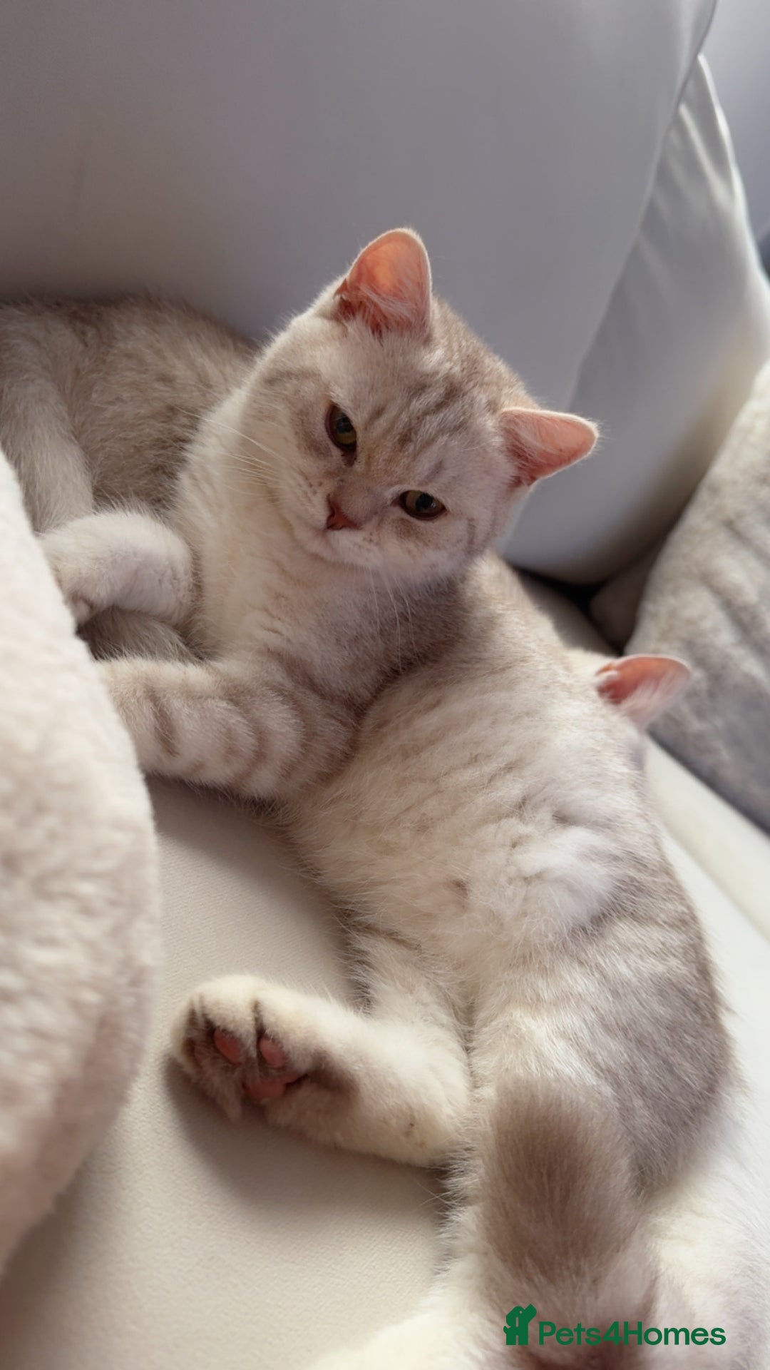 Scottish Fold cats for sale: Beautiful kittens looking for their forever home❤️ - Image 12