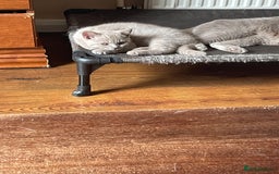 British Shorthair cats for sale: Beautiful British blue Kittens in Sheffield - Image 23