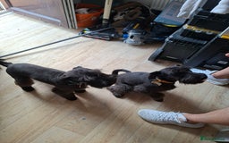 Miniature Schnauzer dogs for sale: Milo & Trent - Image 3