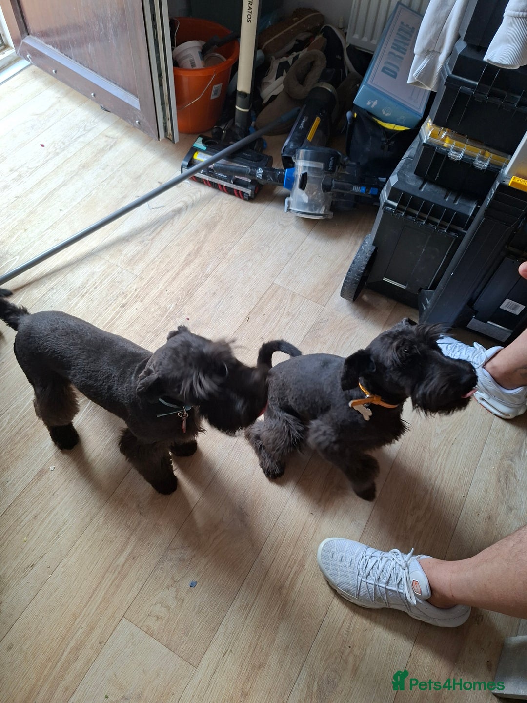 Miniature Schnauzer dogs for sale: Milo & Trent - Image 3