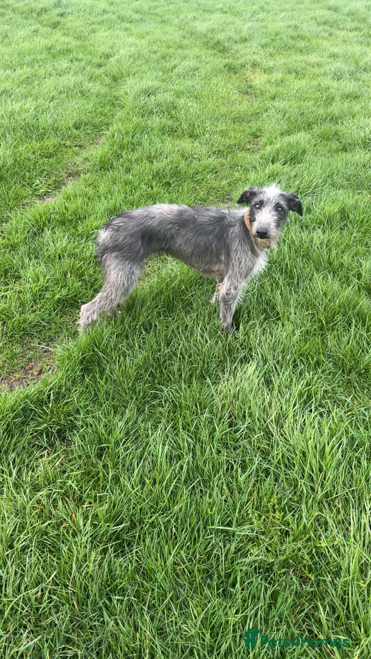 Mixed Breed dogs Bedlington whippet  - Advert 2