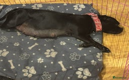 Staffordshire Bull Terrier dogs for sale: Outstanding KC blue gene carriers - Image 4