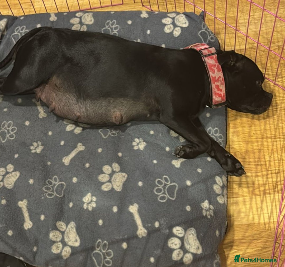 Staffordshire Bull Terrier dogs for sale: Outstanding KC blue gene carriers - Image 4
