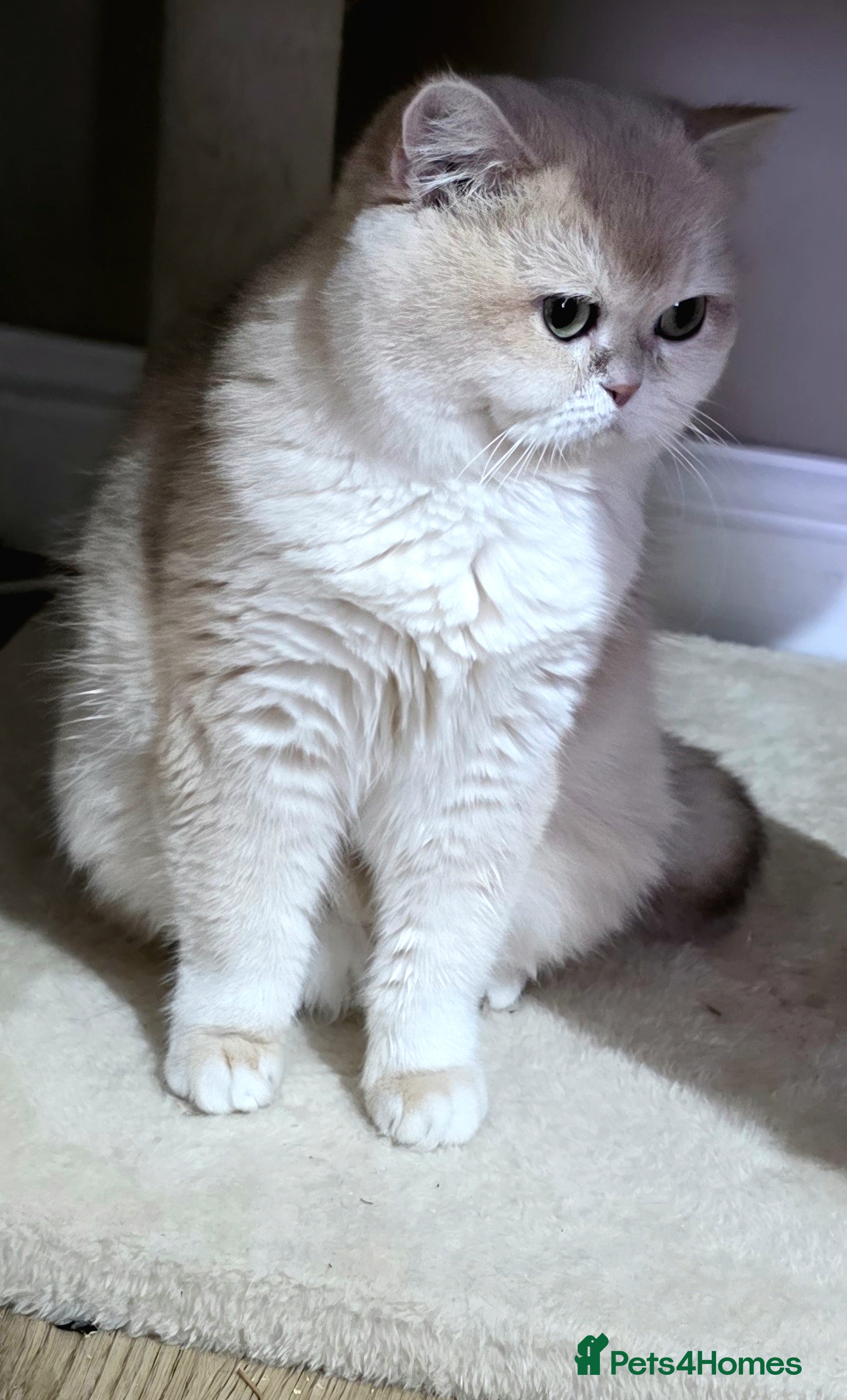 British Shorthair cats TICA ACTIVE Blue golden British shorthair - Advert 18