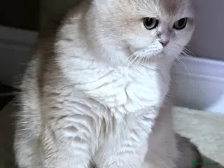 British Shorthair cats TICA ACTIVE Blue golden British shorthair - Advert 18