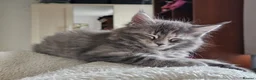 Maine Coon cats for sale: BEAUTIFUL MAINE COON KITTENS - Advert 4