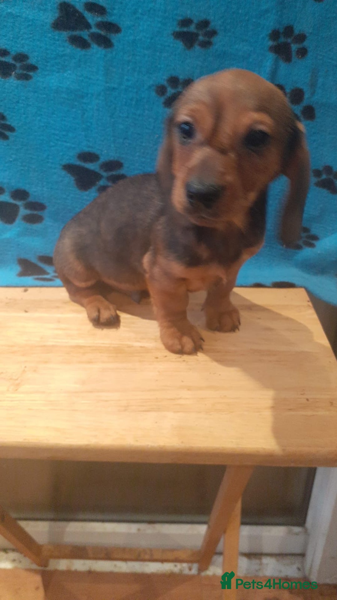 Miniature Dachshund dogs for sale: Gorgeous Miniature dachshund ready now - Advert 5
