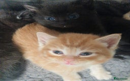 Mixed Breed cats for sale: Gorgeous Kittens. GINGER & All Black - Image 11