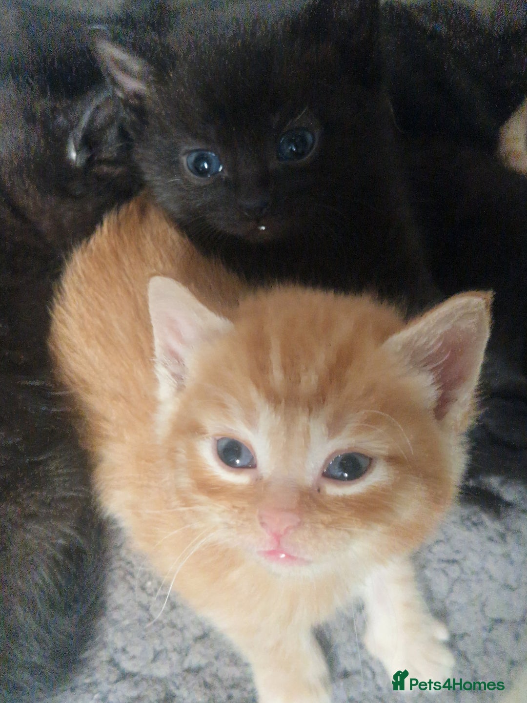 Mixed Breed cats for sale: Gorgeous Kittens. GINGER & All Black - Image 11