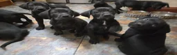 Mixed Breed dogs for sale: Labrador X Cane Corso Puppies READY NOW - Advert 9