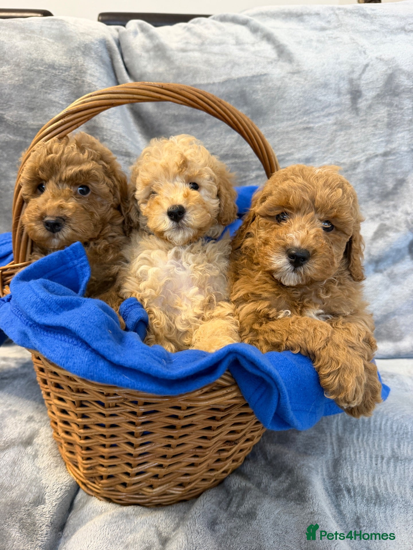 Cavapoo dogs for sale: Cavapoo F1b Puppies with Health Tested Parents - Advert 19