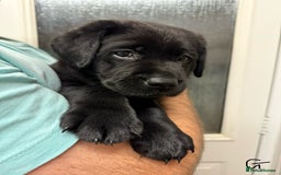 Labrador Retriever dogs for sale: Labrador puppies (ONLY now 2 left) - Image 11