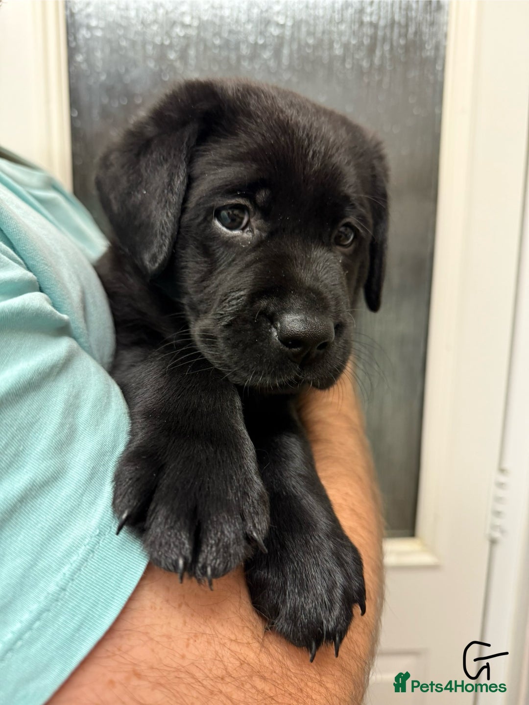 Labrador Retriever dogs for sale: Labrador puppies (ONLY now 2 left) - Image 11