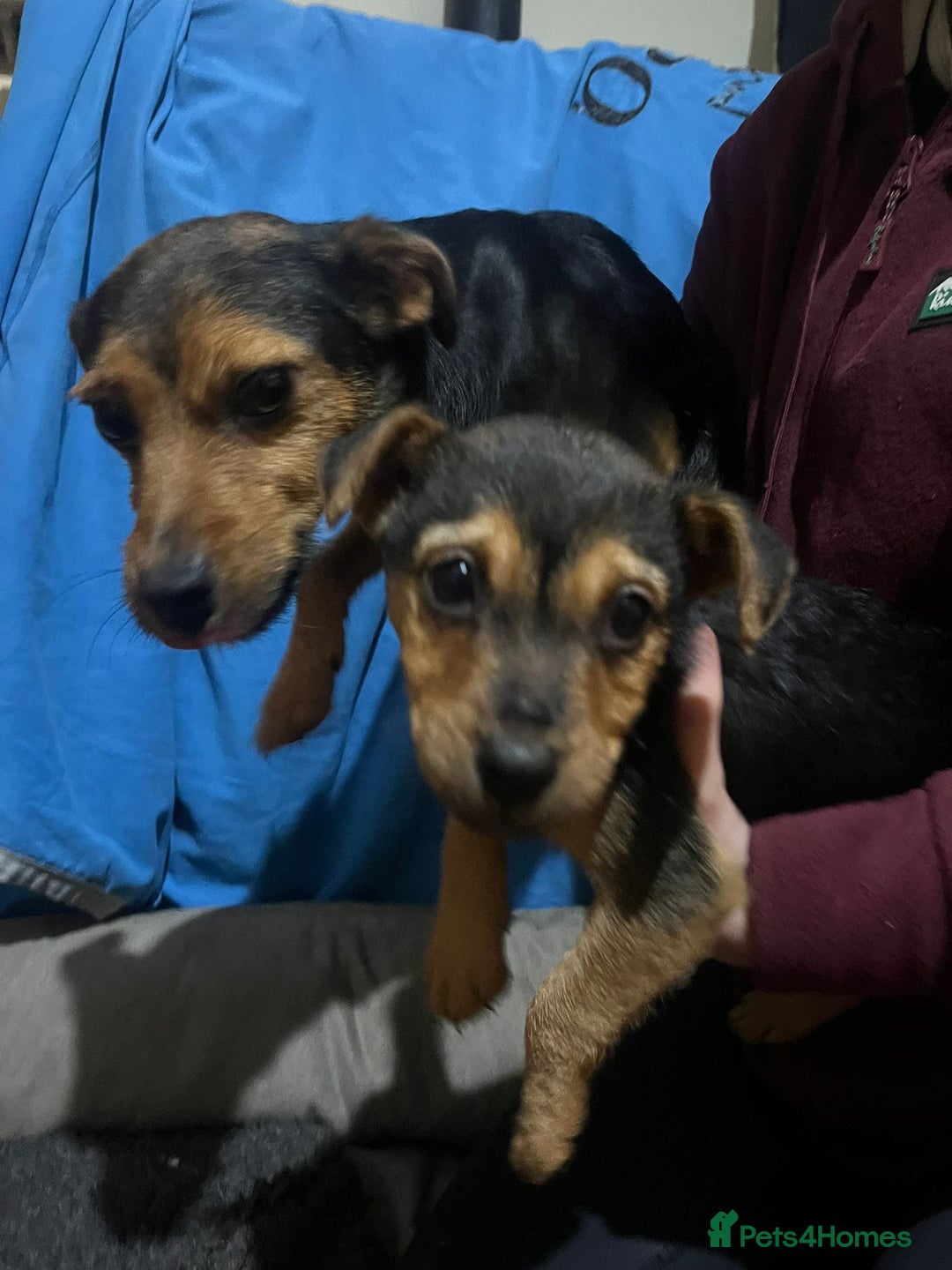 Jack Russell dogs for sale: Black and Tan Jack russle puppies  - Advert 2