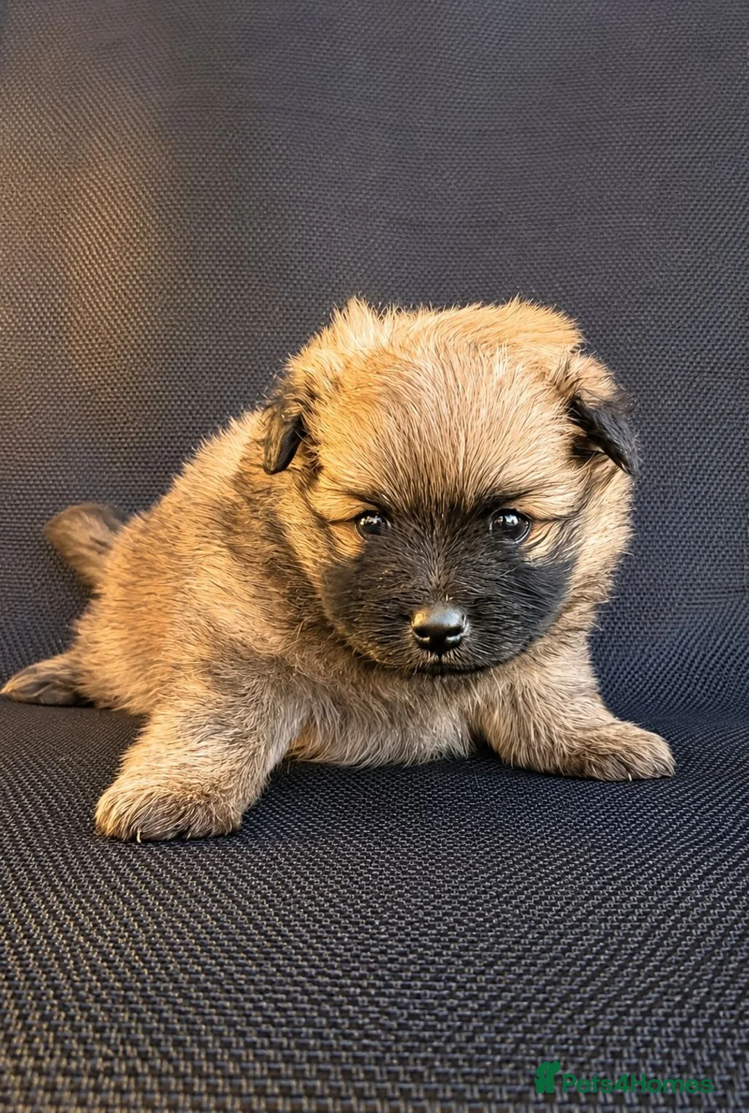 Pomeranian dogs for sale: TRUE POMERANIAN PUPPIES  - Advert 2
