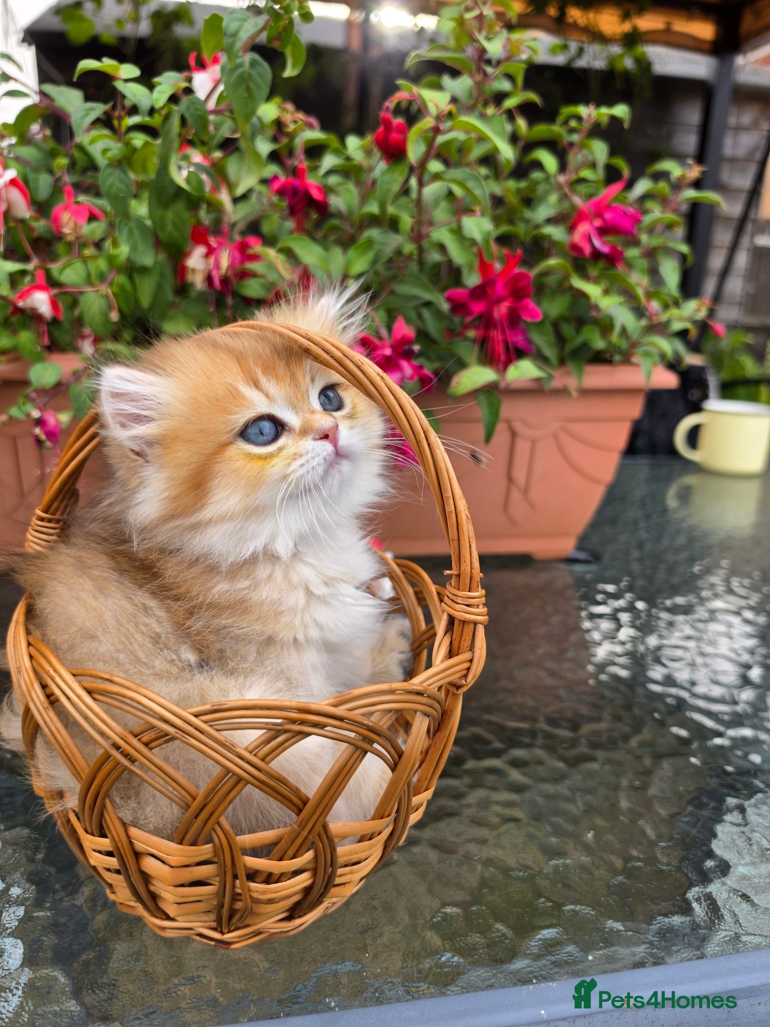 British Longhair cats British Longhair Kittens – Champion Lines - Advert 2