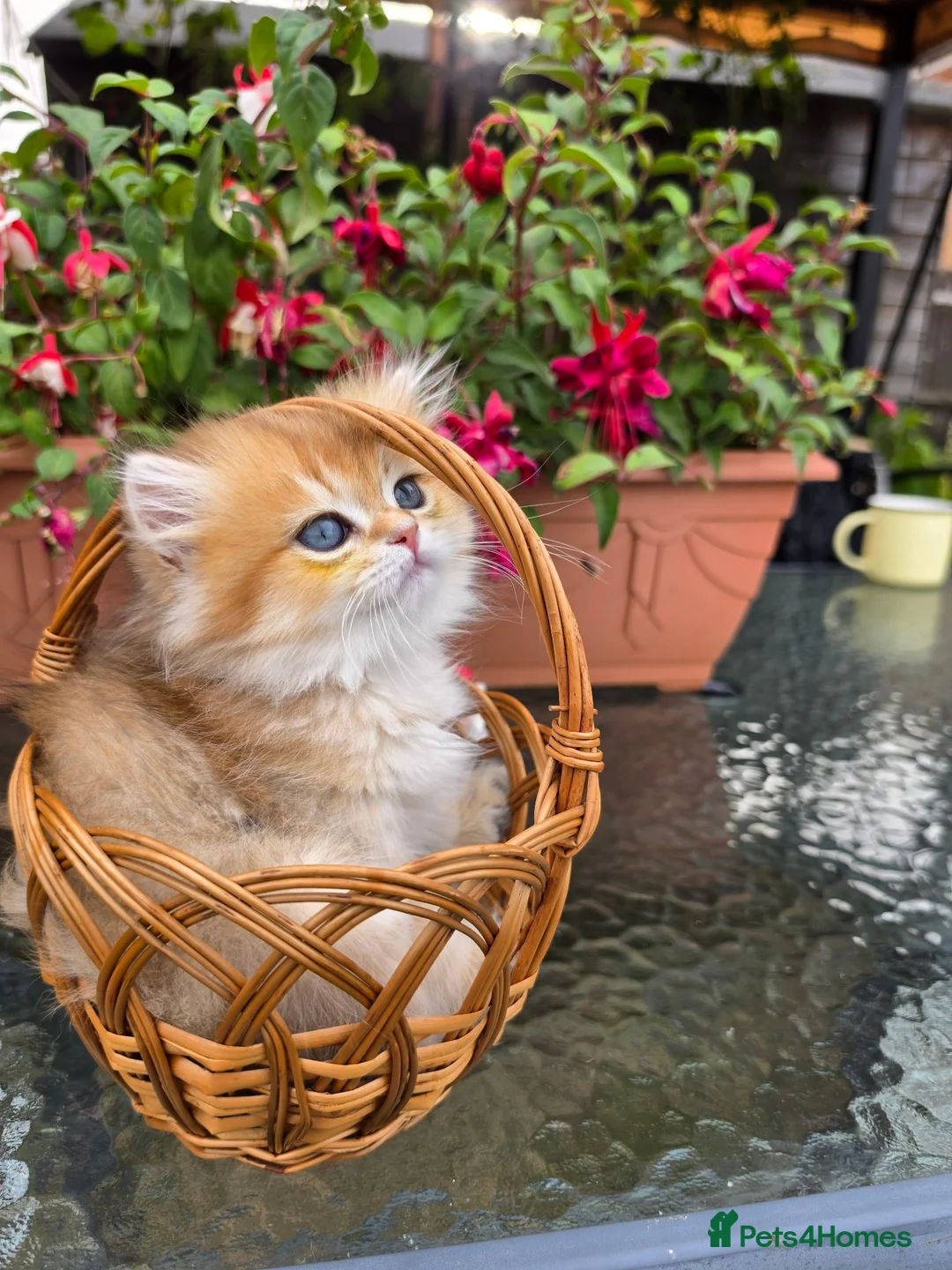 British Longhair cats for sale: British Longhair Kittens – Champion Lines - Advert 2