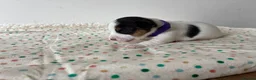 Jack Russell dogs for sale: Miniature Jack Russell’s looking for new homes  - Advert 4