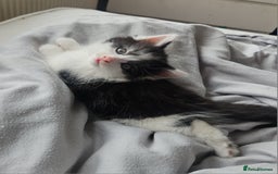Mixed Breed cats for sale: 2 fluffy boys - Image 10