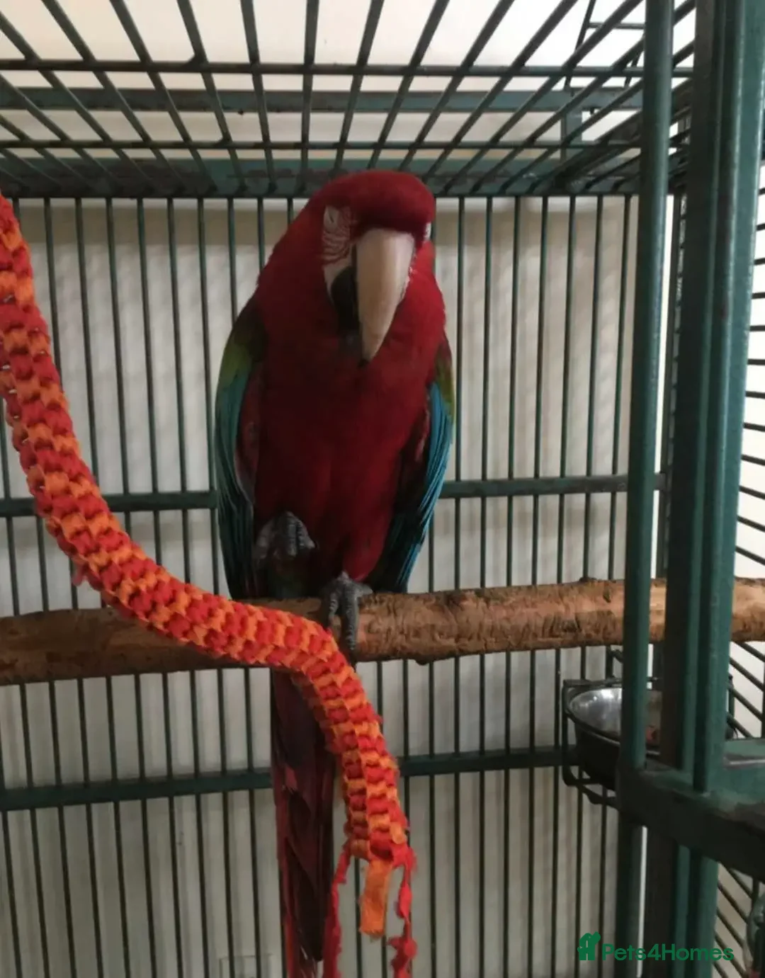 Macaws birds for sale: Beautiful Blue and gold Macaw, Green Wing Macaws - Image 2