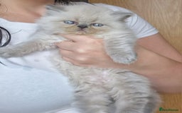 Exotic cats for sale: Colourpoint Exotic Short/Longhairs - Image 7
