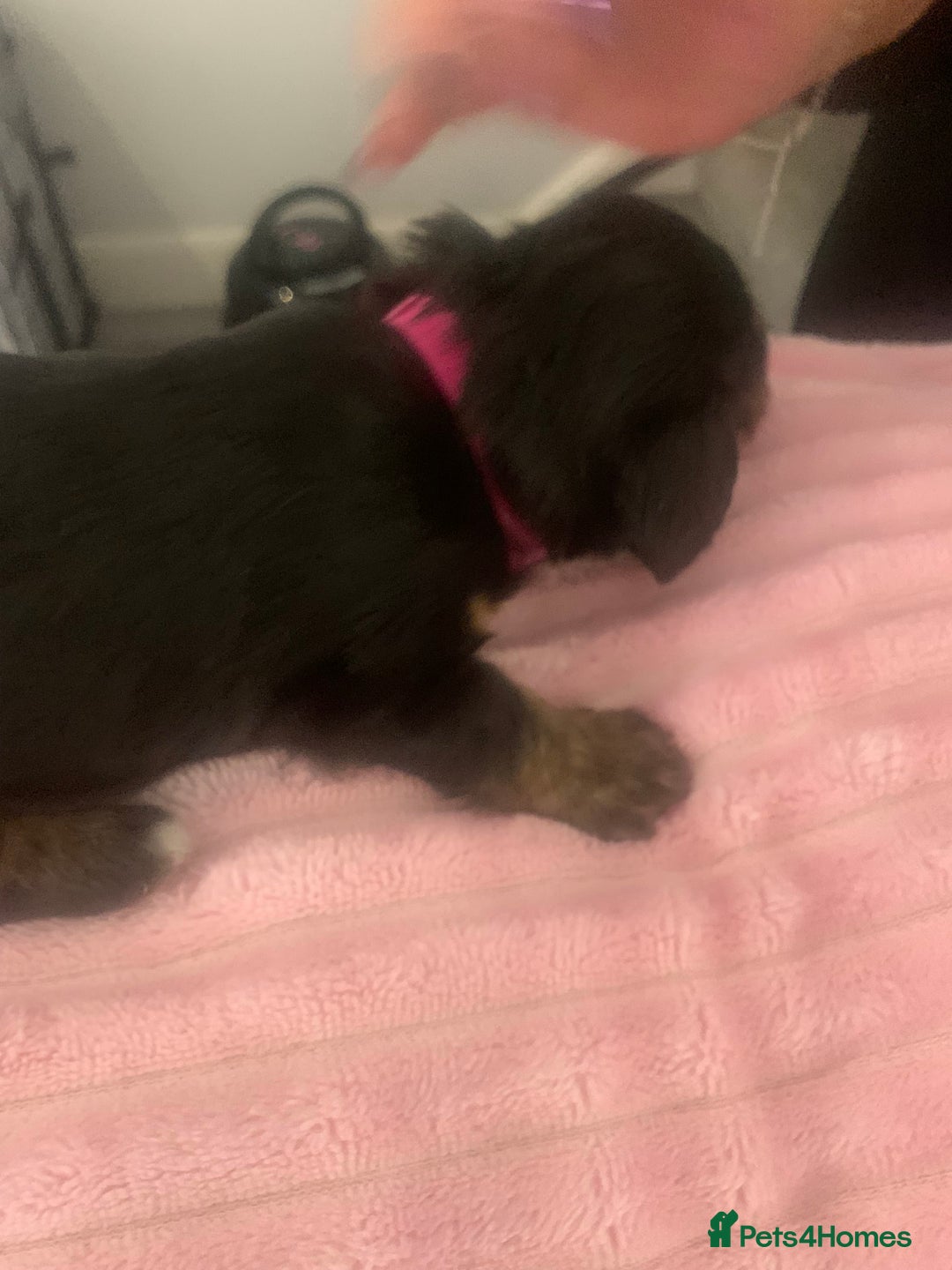Mixed Breed dogs for sale: Doxiepoo pups - Advert 13