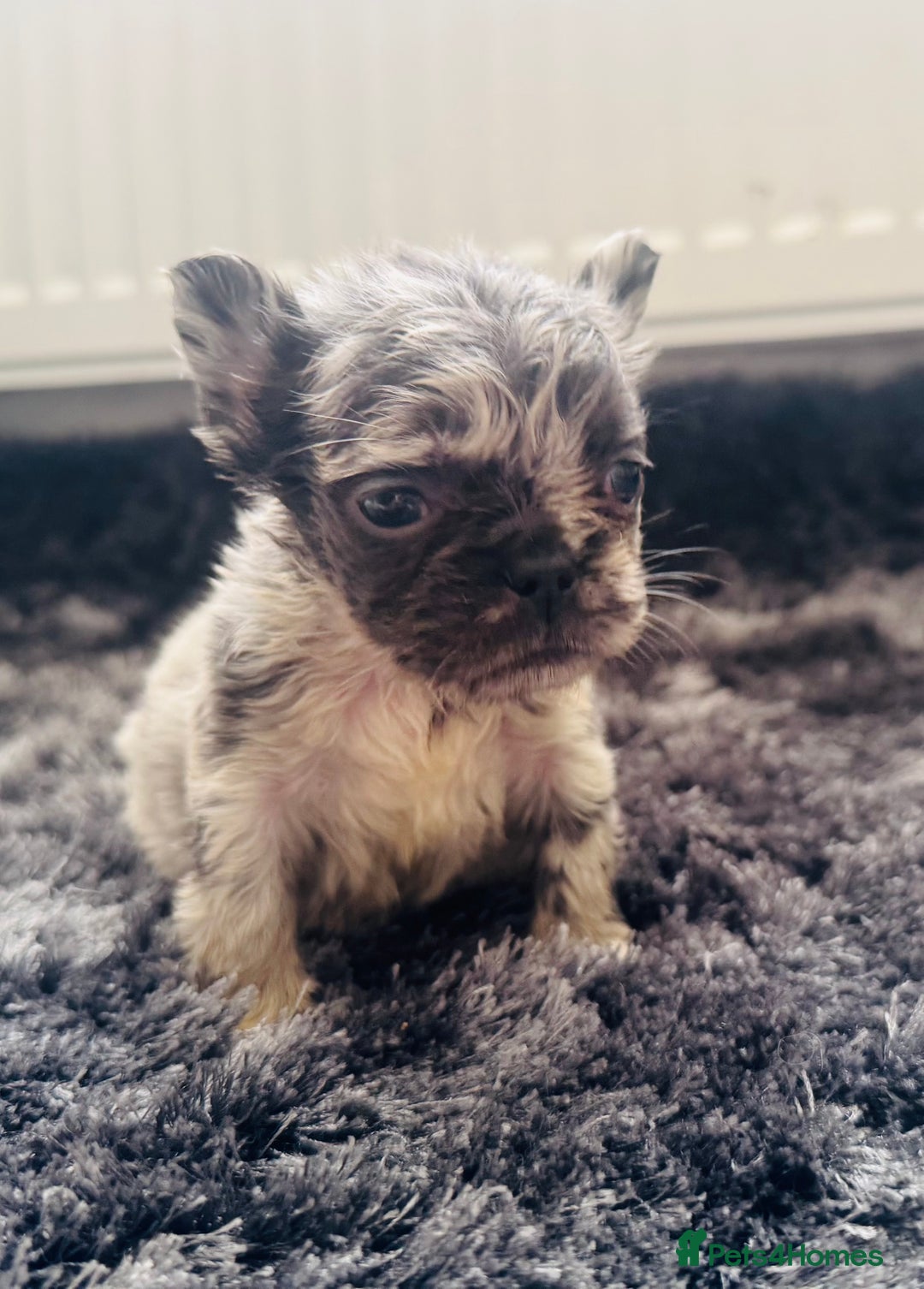 French Bulldog dogs for sale: French bulldogs - Image 20