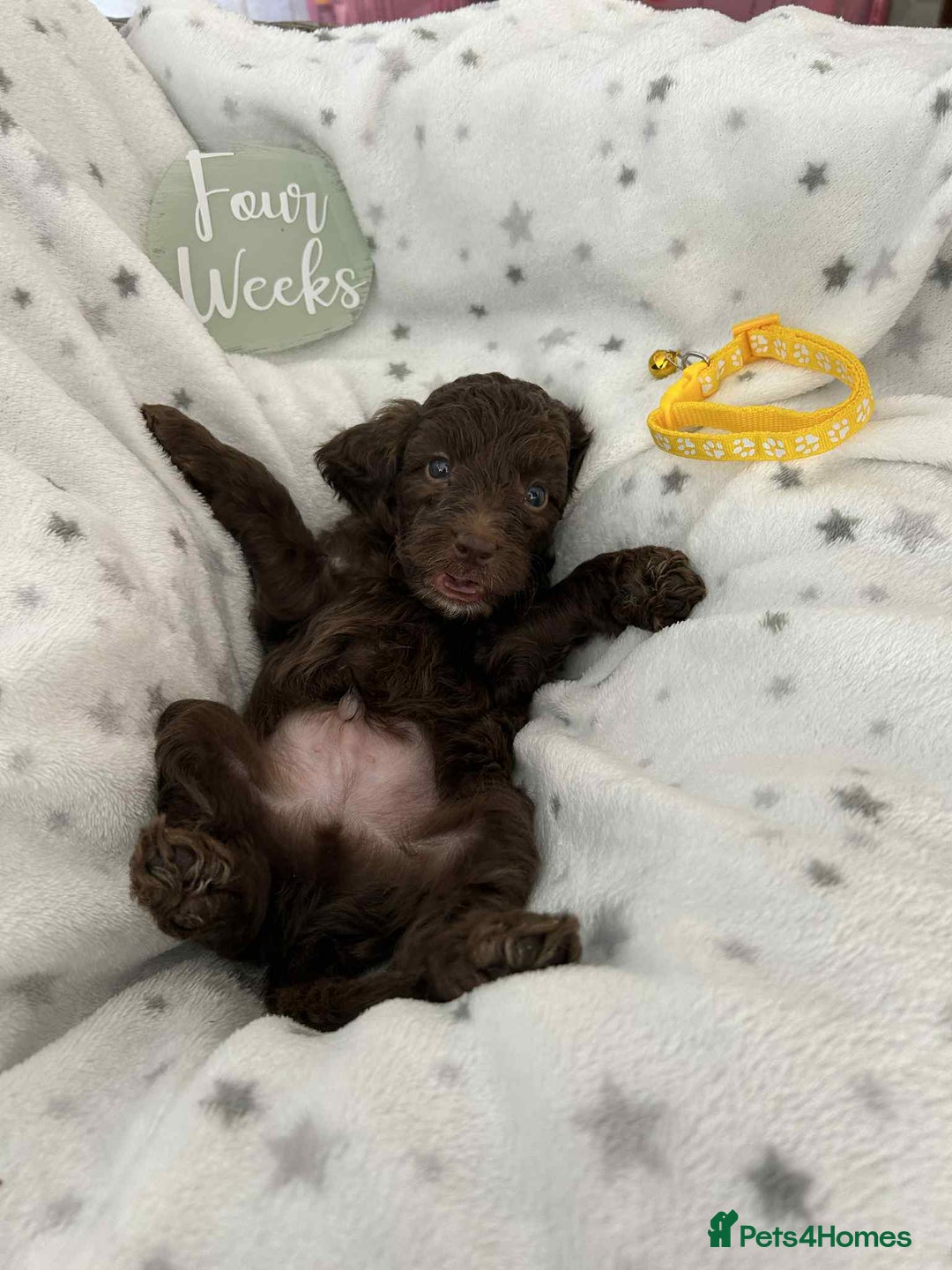 Cockapoo dogs for sale: Toy Cockapoo f1b ready 17th oct - Image 8