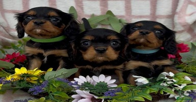 Cavalier King Charles Spaniel dogs - Advert 7