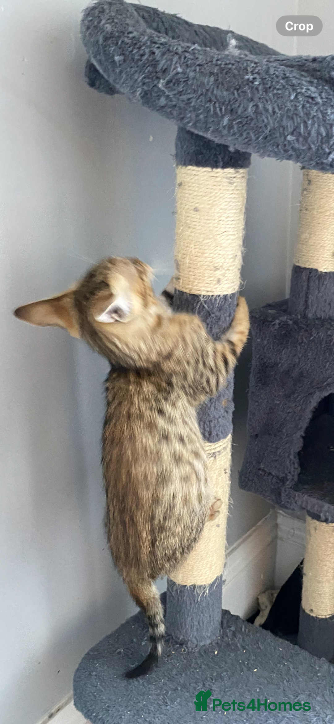 Chausie cats for sale: Savannah x Chausies - Image 3