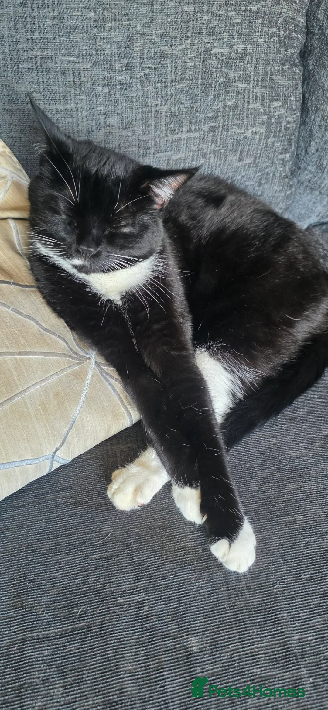 Mixed Breed cats for sale: 2 loving sisters together (150 total)  - Advert 2