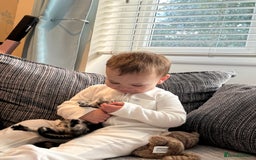 British Shorthair cats for sale: Kittens 🐾  - Image 3